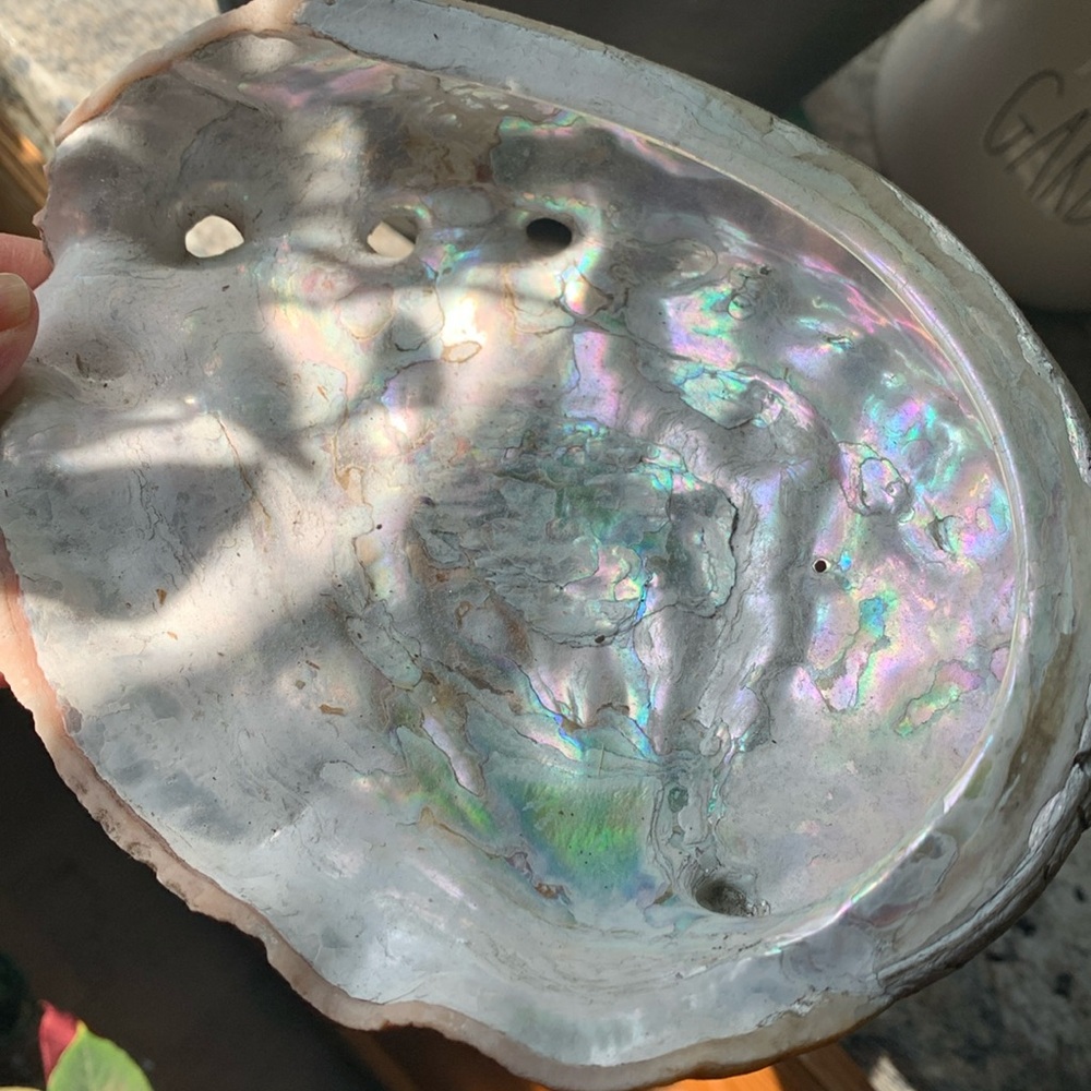 Abalone Sea Shell - Picture 4 of 9